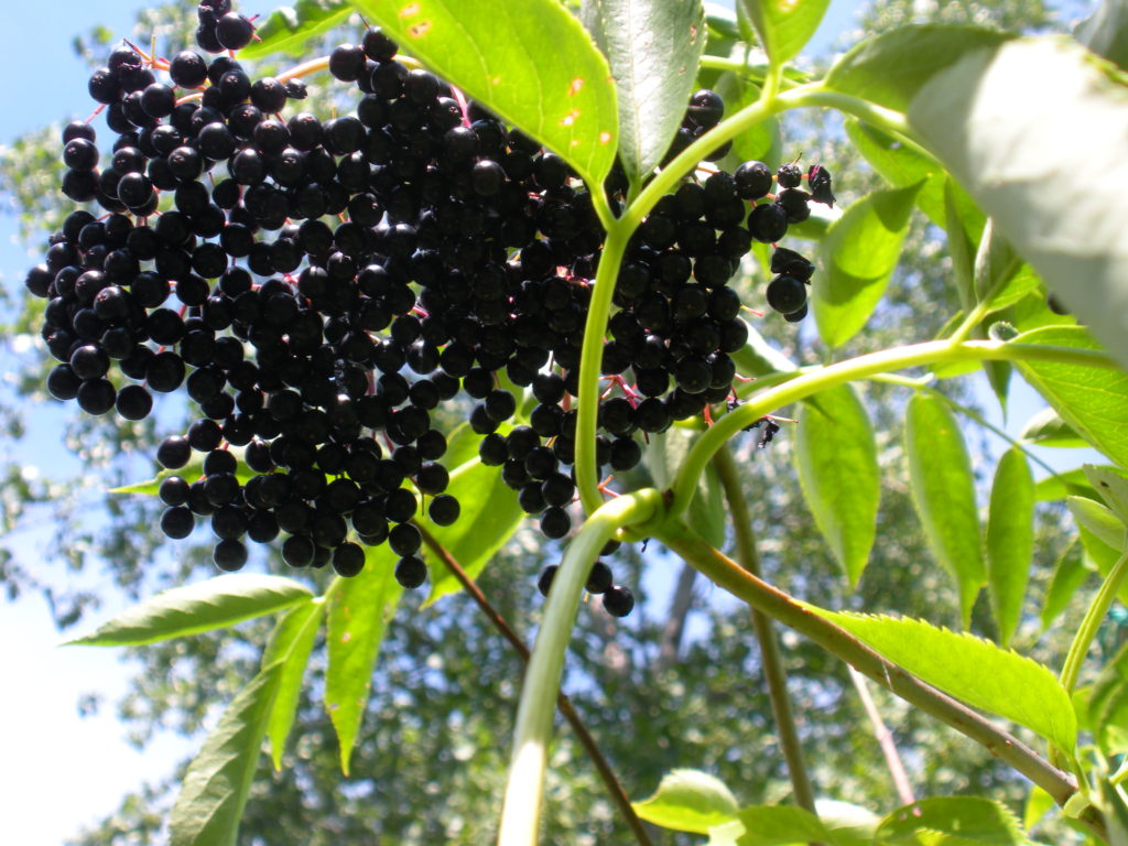 elderberries