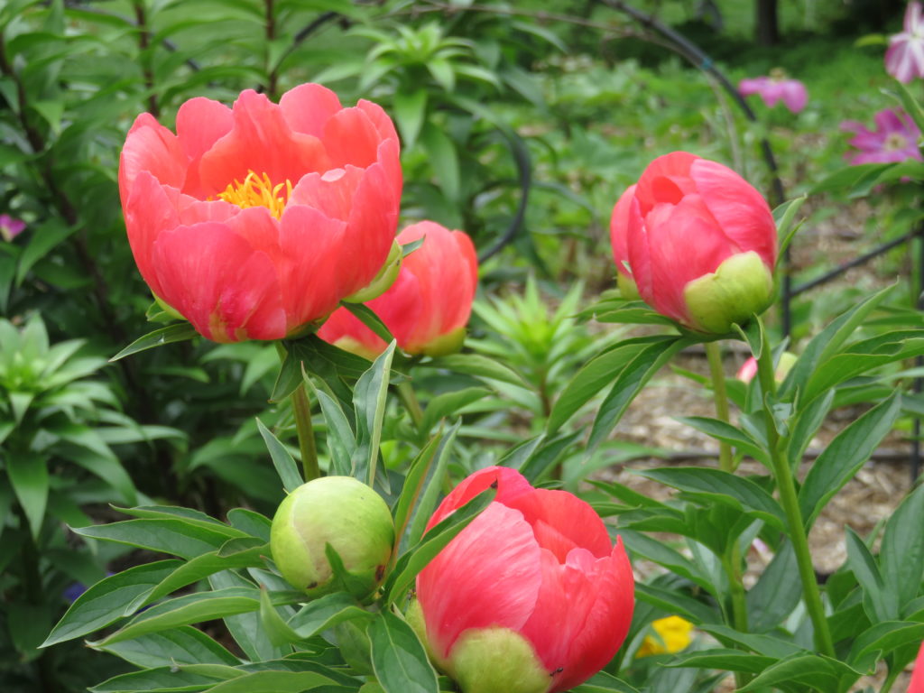 Peonies at Botanica