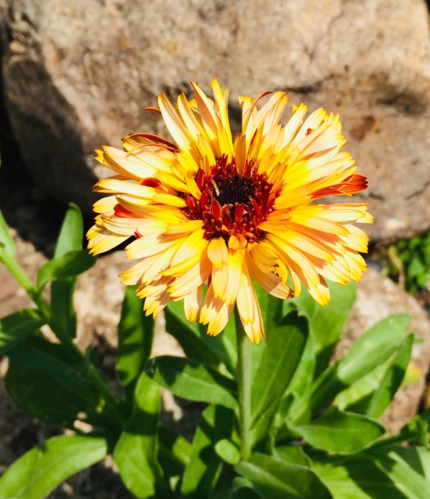 Calendula