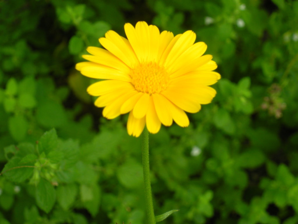 Lemon Yellow Calendula