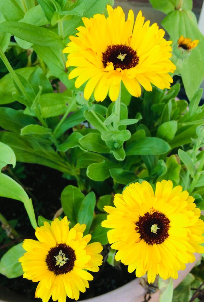 the-colors-of-calendula-the-flourishing-family