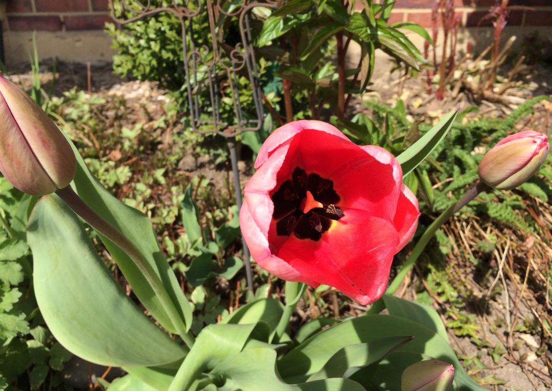 Springtime Tulip