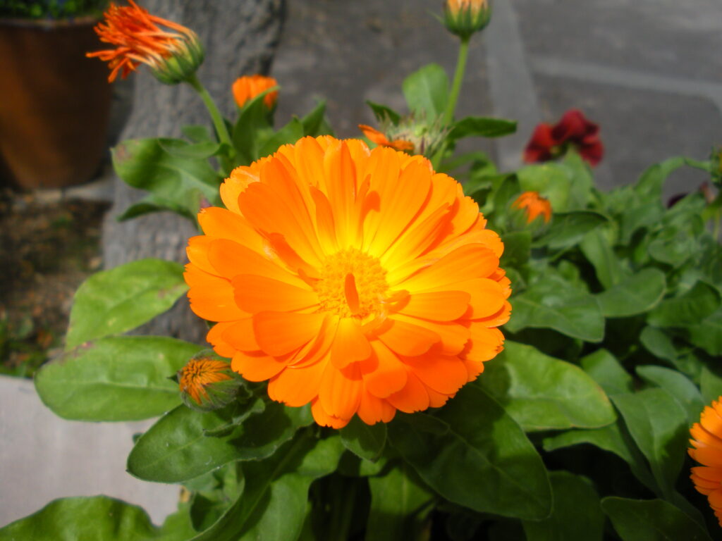 Calendula flower