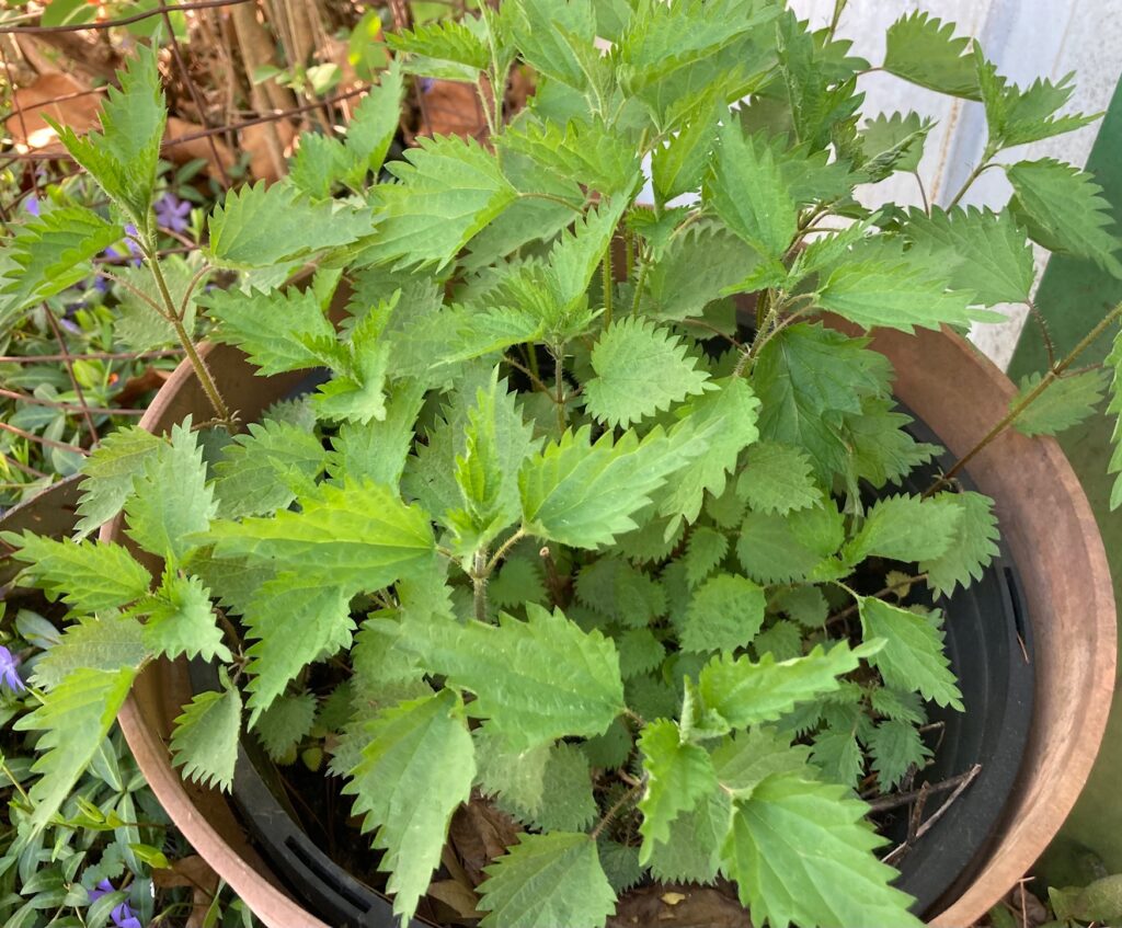 Stinging Nettle