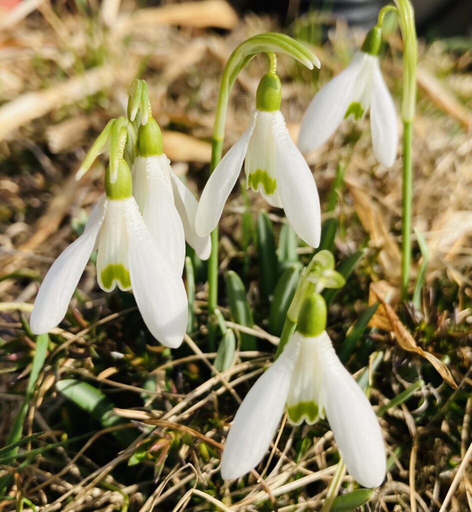 Snowdrops