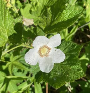 Thimble berry Flower