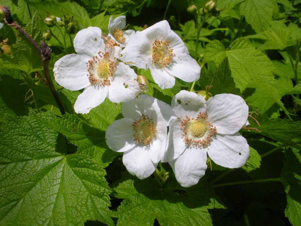 Thimbleberry Flower