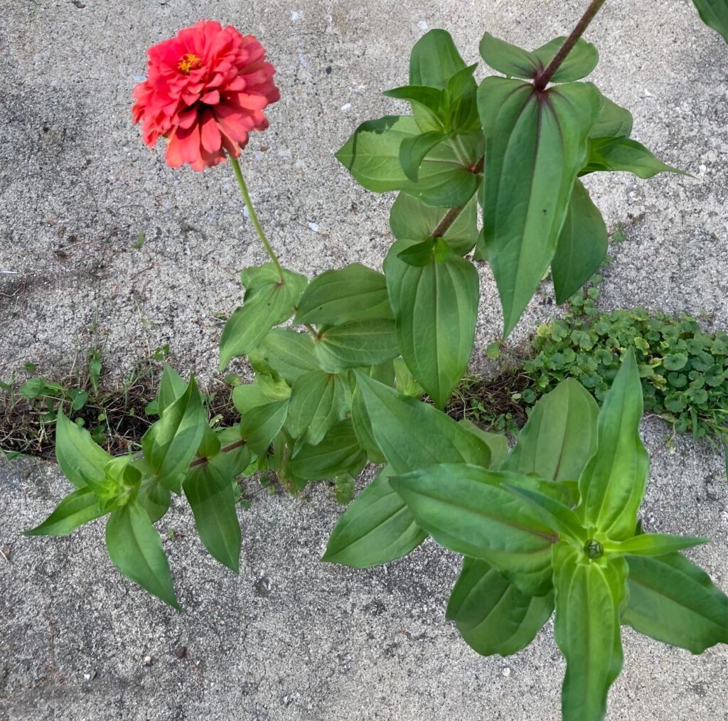 Flower growing in a crack of cement