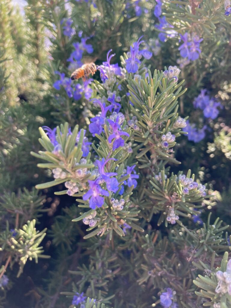 Rosemary