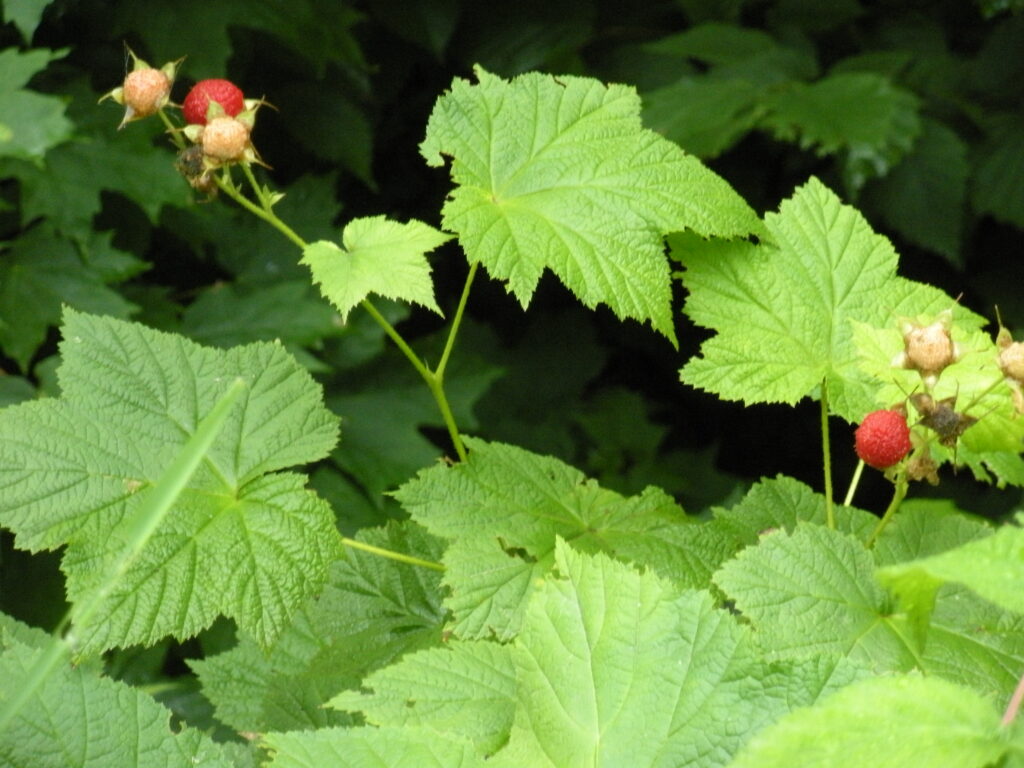 Thimbleberries