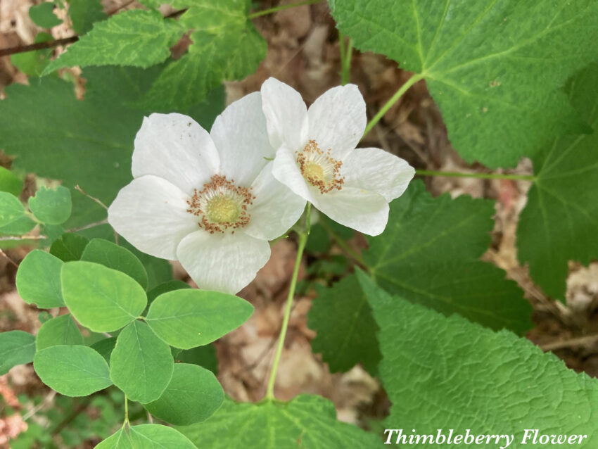 Thimbleberry Flowers