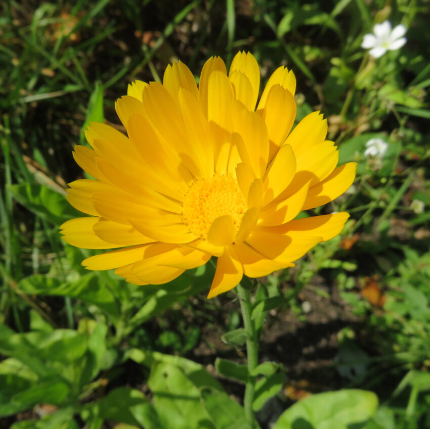 Calendula: A Flower and a Herb – The Flourishing Family