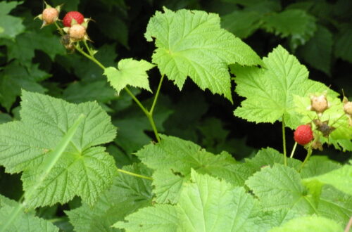 Wild Berries in Michigan