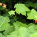 Wild Berries in Michigan