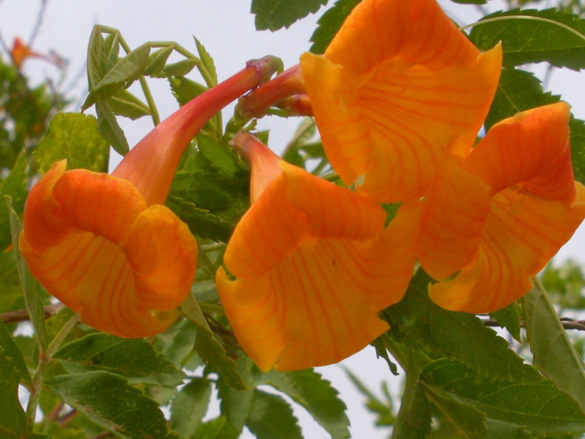 Flowers in Israel