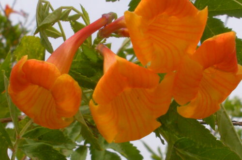 Flowers in Israel