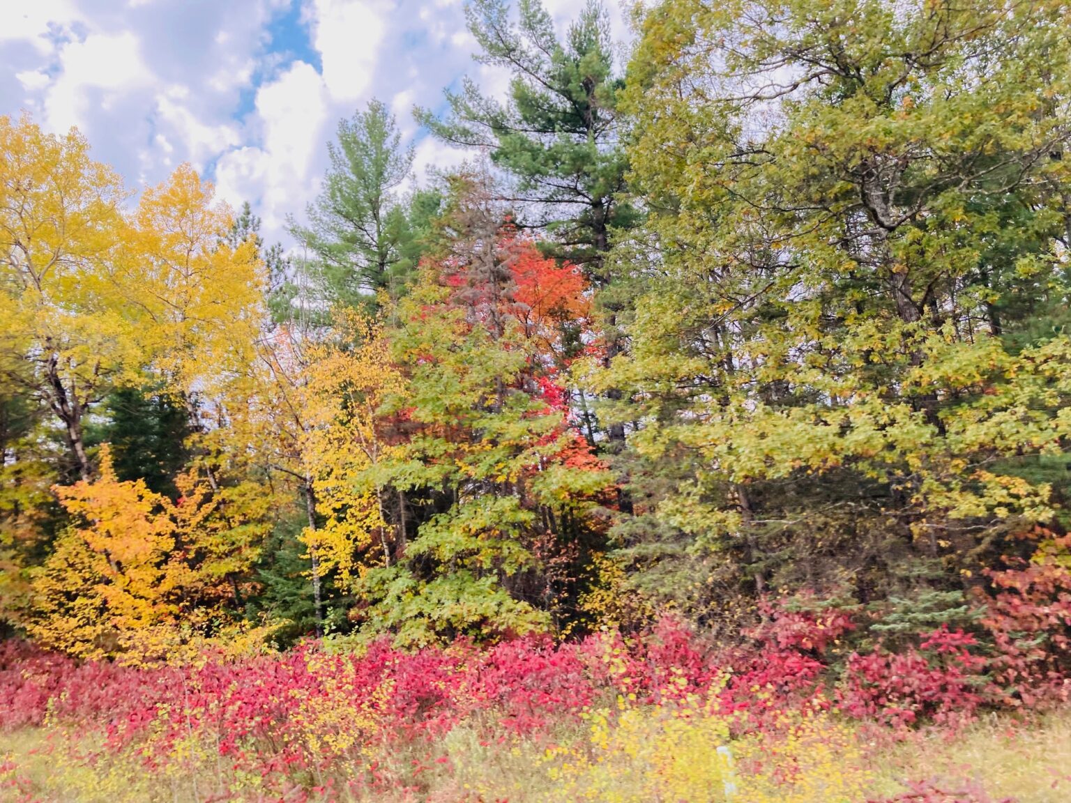 When the Trees Sing – The Flourishing Family