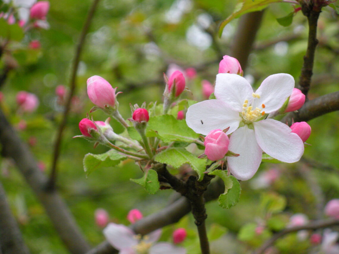 Cherry Blossoms