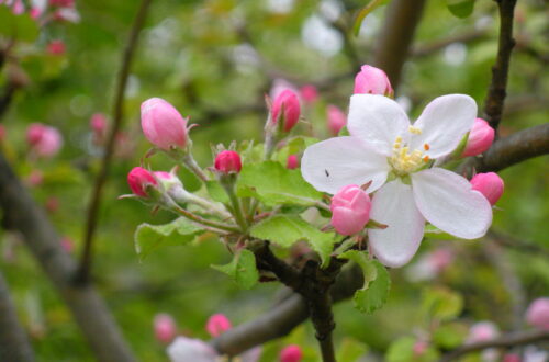 Cherry Blossoms