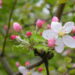 Cherry Blossoms