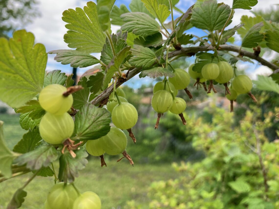 Gooseberries