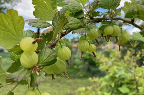 Gooseberries