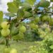Gooseberries