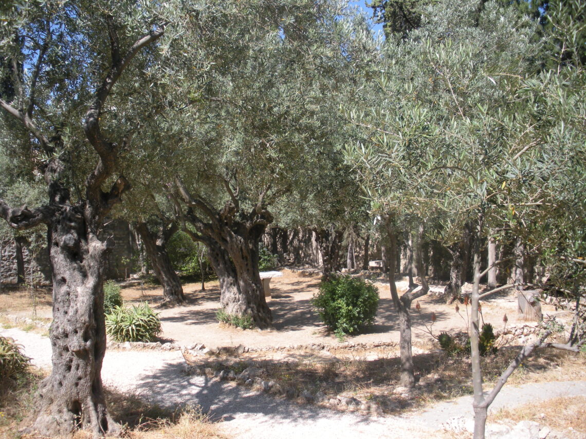 Olive Trees