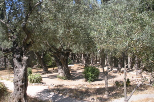 Olive Trees