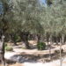 Olive Trees
