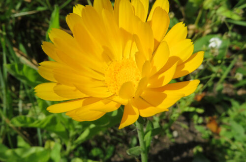 Sunshine and Encouragement