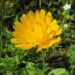 Sunshine and Encouragement