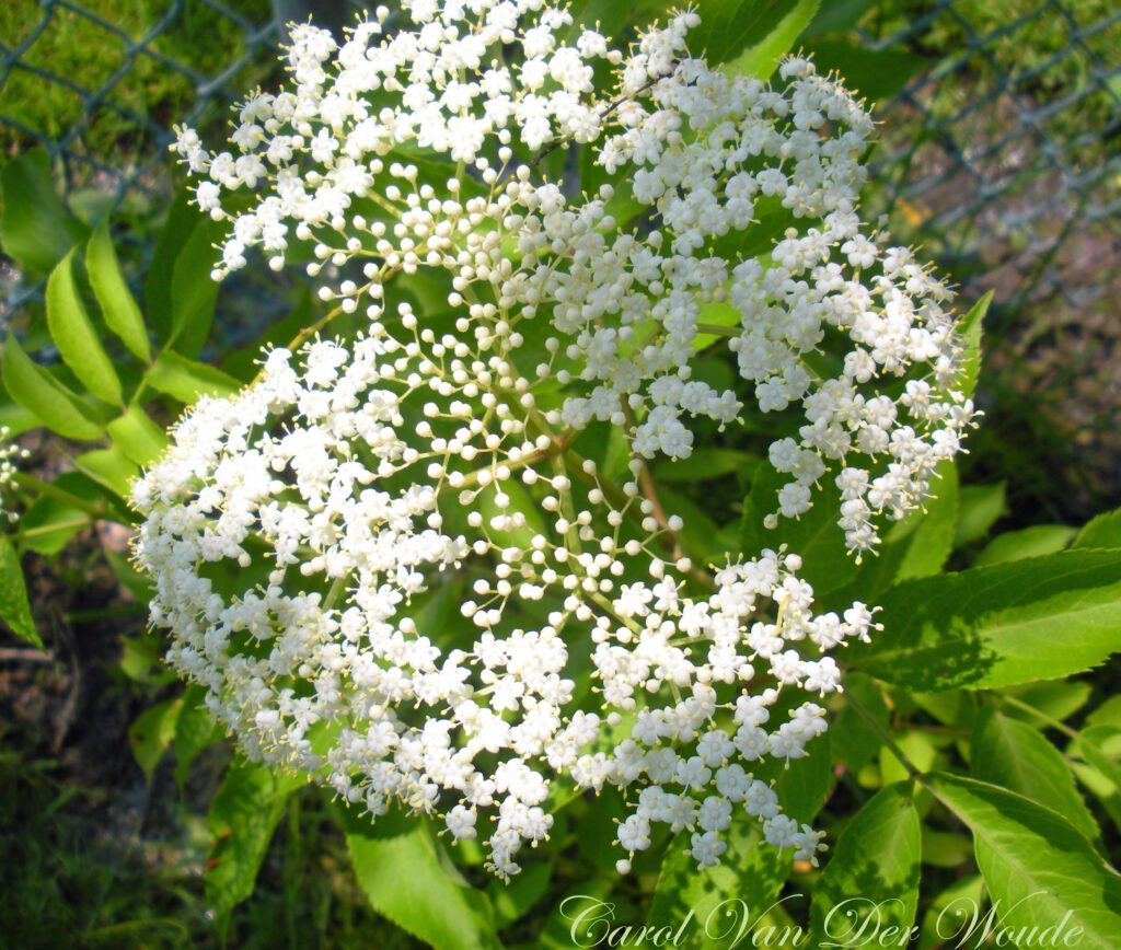 Elderberry flower