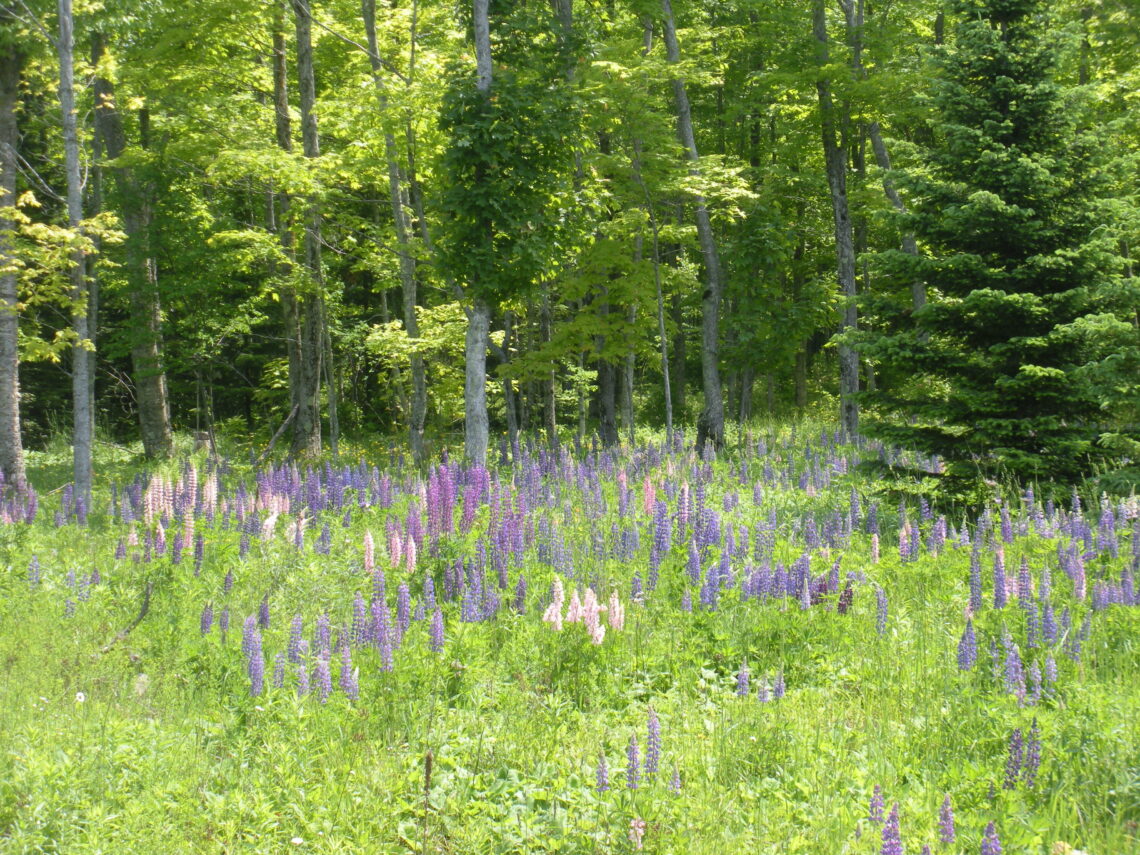 Upper Peninsula of Michigan