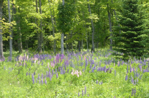 Upper Peninsula of Michigan