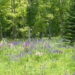 Upper Peninsula of Michigan