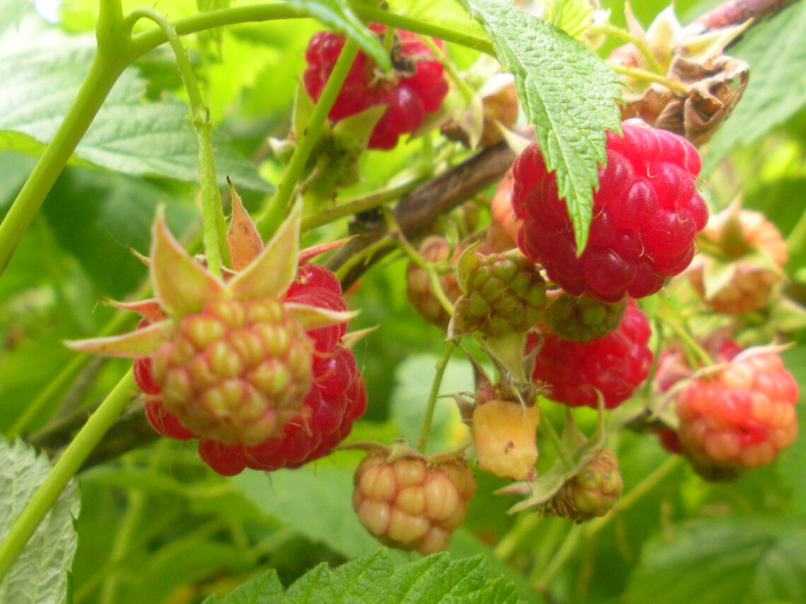 The Benefit of Berries