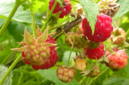 The Benefit of Berries