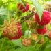 The Benefit of Berries