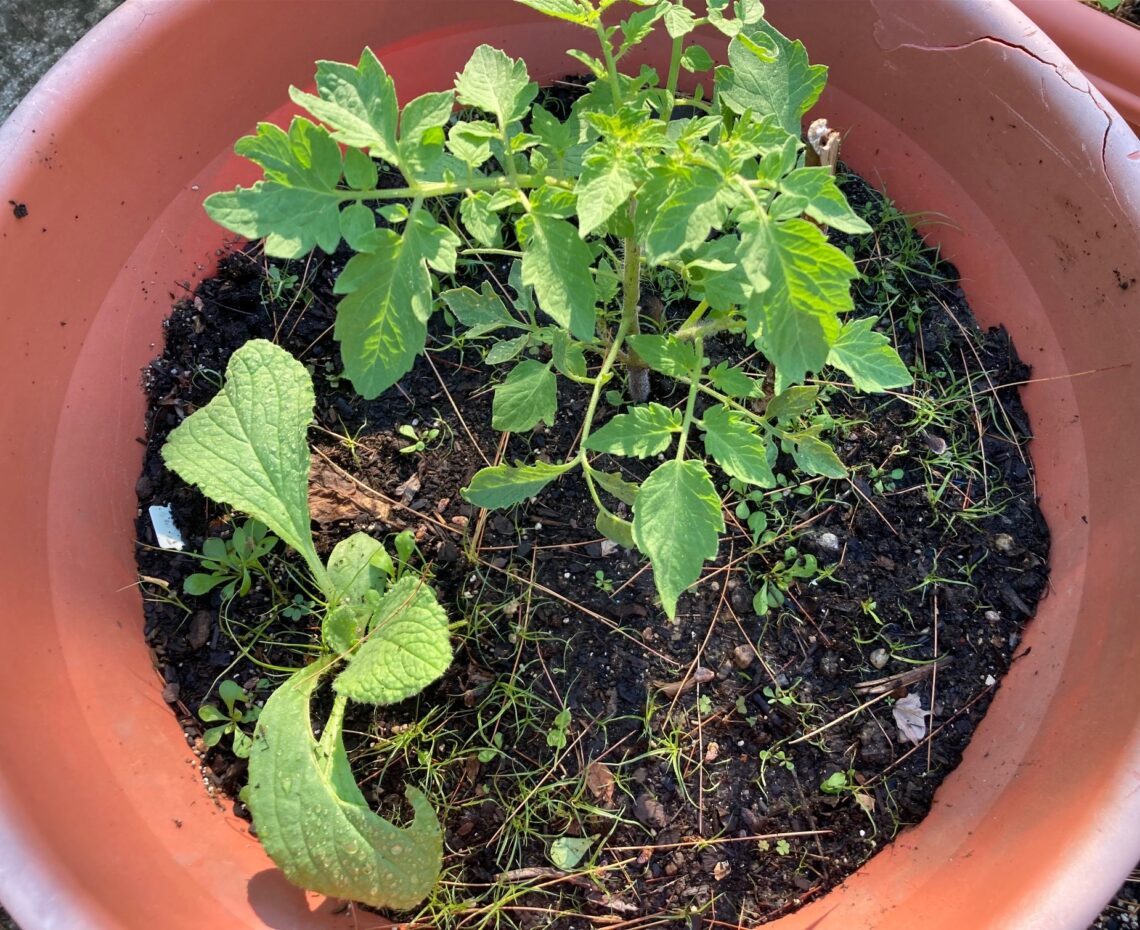 Borage & Tomato