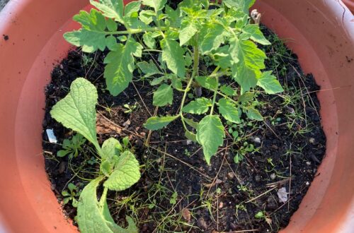 Borage & Tomato