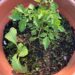 Borage & Tomato