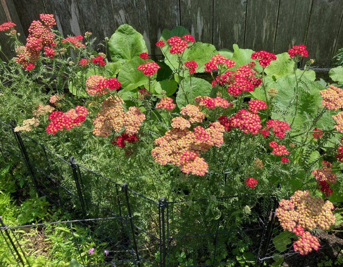 Life and Gardens
