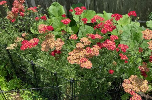 Life and Gardens