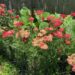 Life and Gardens