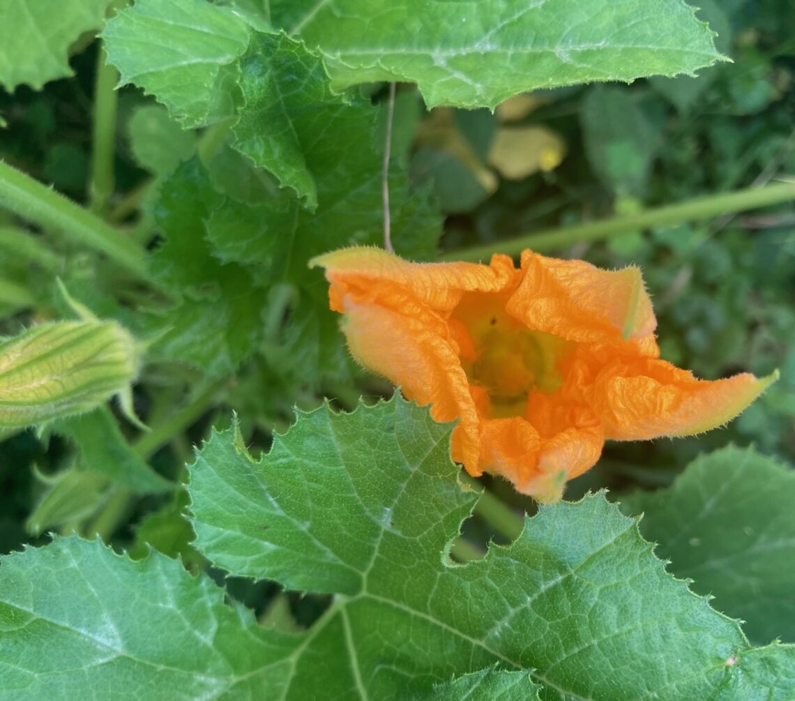 Squash Blossom