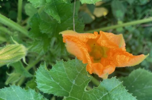 Squash Blossom
