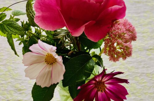 the Fall Rose